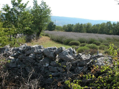 Lavanda u docima lijevog zaobalja Cetine (Bitelić) nadjačala korov, kupinu, draču, a unijela je i dodatni miris u to podneblje