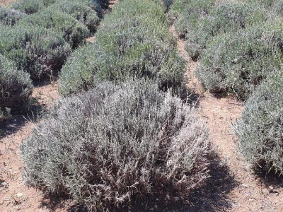 Lavanda pod stonskim zidinama
