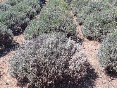 Lavanda pod stonskim zidinama