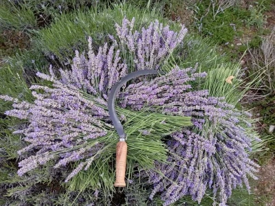 Lavanda pod stonskim zidinama