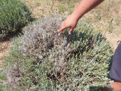 Lavanda pod stonskim zidinama