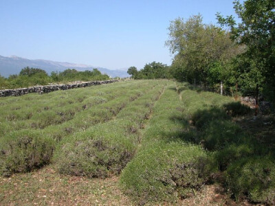 Lavanda u bitelićkim docima u Općini Hrvace