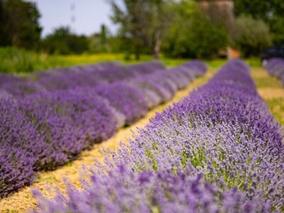 Lavanda u slavoniji