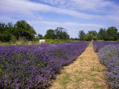 Lavanda u slavoniji