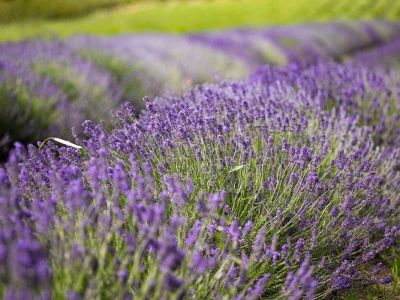 Lavanda u slavoniji