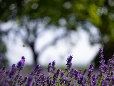 Lavanda u slavoniji