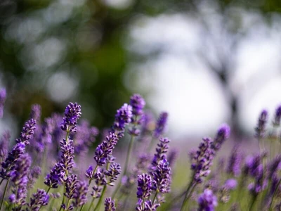 Lavanda u slavoniji