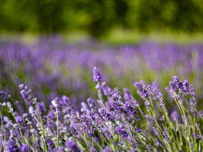Lavanda u slavoniji