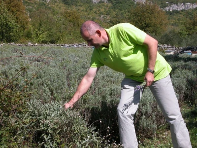U docima Vučipolja, u prisojima, i sada cvjeta lavanda čiji miris raznosi bura diljem Cetinskog kraja
