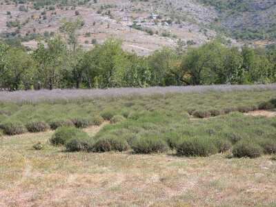Lavanda u tijeku žetve u bitelićkom krajoliku