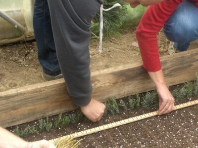 Pikiraju se na razmak 3-4 cm