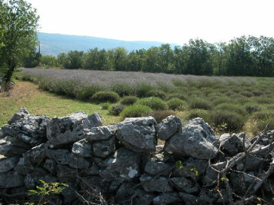 Male lavandine plantaže poput oaza u bitelićkom kršu