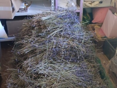 Lavandina polja u Udbini Lavandina polja u Udbini