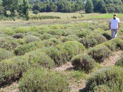 Lavandina polja u Udbini Lavandina polja u Udbini