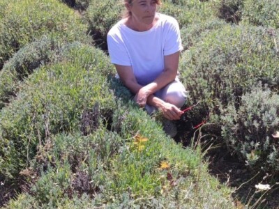 Lavandina polja u Udbini Lavandina polja u Udbini