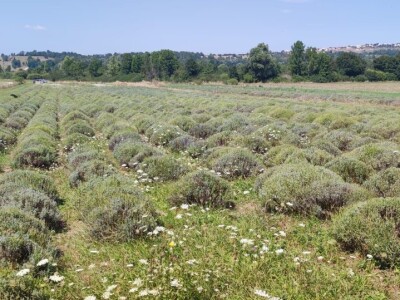 Lavandina polja u Udbini Lavandina polja u Udbini
