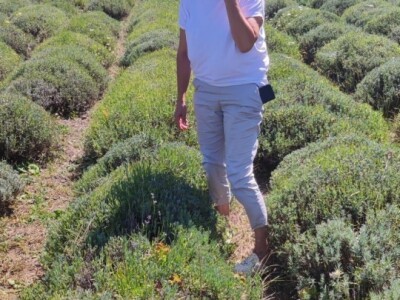 Lavandina polja u Udbini Lavandina polja u Udbini