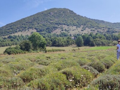 Lavandina polja u Udbini Lavandina polja u Udbini