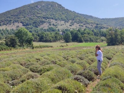 Lavandina polja u Udbini Lavandina polja u Udbini
