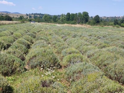 Lavandina polja u Udbini Lavandina polja u Udbini