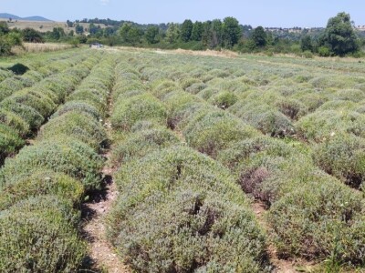 Lavandina polja u Udbini Lavandina polja u Udbini