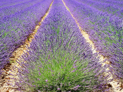 Lavanda Lavanda