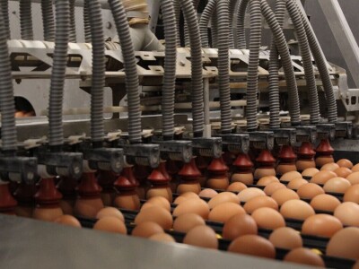 LDC L'oeuf - francuska jaja premijum kvaliteta