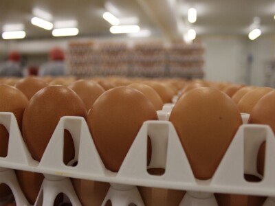 LDC L'oeuf - francuska jaja premium kvalitete