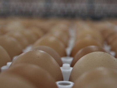 LDC L'oeuf - francuska jaja premium kvalitete