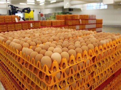 LDC L'oeuf - francuska jaja premium kvalitete