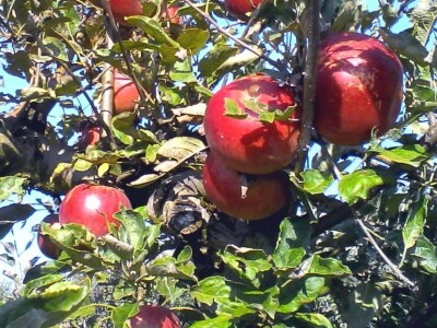 LDC u Križu - PZ jabukaHR