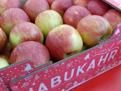 LDC u Križu - PZ jabukaHR