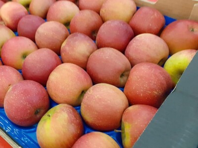 LDC u Križu - PZ jabukaHR