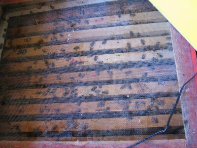 Lečenje vazduhom iz košnica