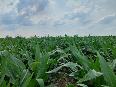 Led stukao usjeve i nasade