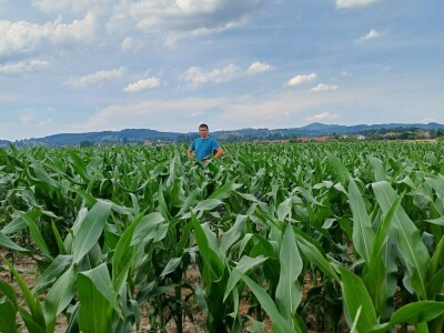 Led stukao usjeve i nasade