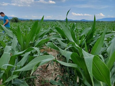 Led stukao usjeve i nasade