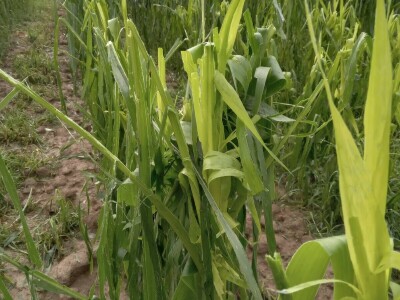 Led stukao usjeve i nasade