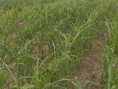 Led stukao usjeve i nasade