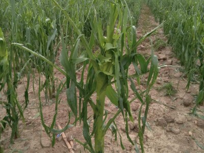 Led stukao usjeve i nasade