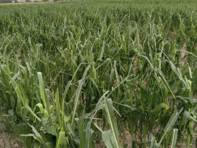 Led stukao usjeve i nasade