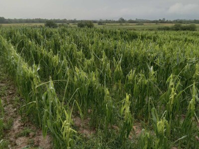 Led stukao usjeve i nasade