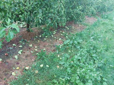 Led "ubio" voće: Oštećeno nekoliko stotina hektara zasada Led "ubio" voće: Oštećeno nekoliko stotina hektara zasada