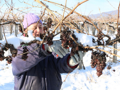 Ledena berba kod Ivice Peraka