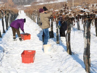 Ledena berba kod Ivice Peraka