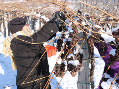Ledena berba kod Ivice Peraka