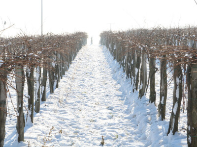 Ledena berba kod Ivice Peraka