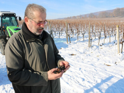 Ledena berba kod Ivice Peraka