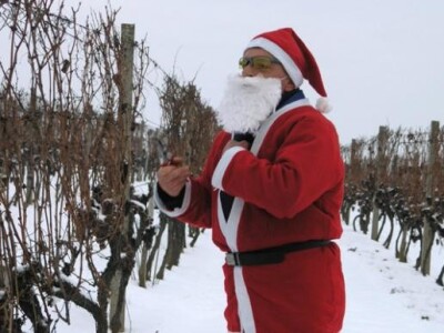 Ledena berba Podruma Belja