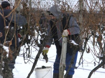 Ledena berba Podruma Belja